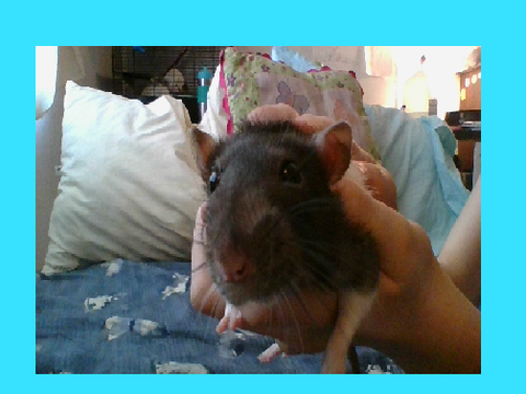 Pet Rat MAP OPEN!!  