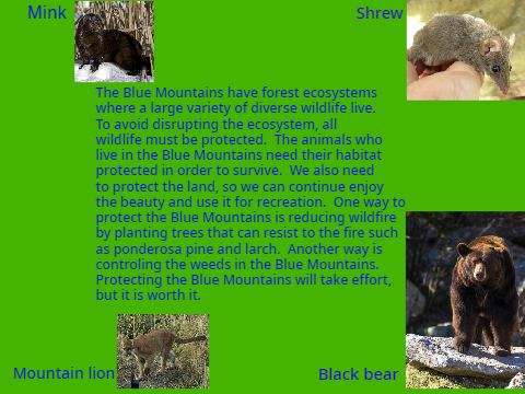 Protecting the Blue Mountains (Science Project)