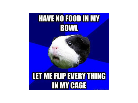 20 Guinea Pig memes