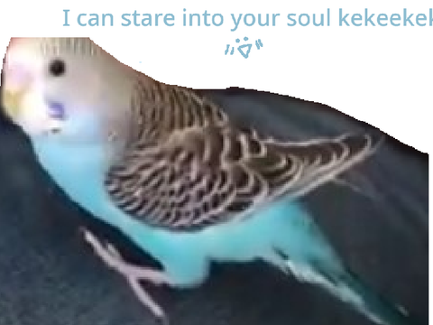  BUDGIE REVEAL 