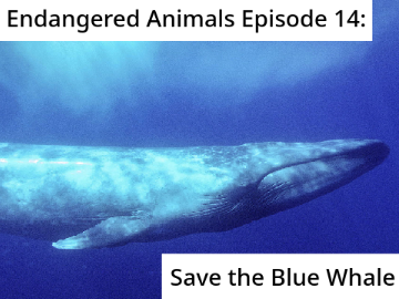 Endangered Animals Episode 14: Save the Blue Whale