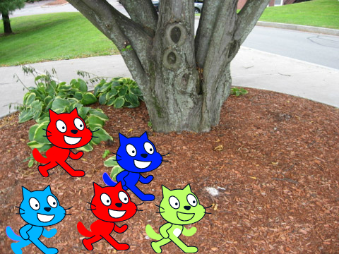 The fastest group of Cats you will ever see