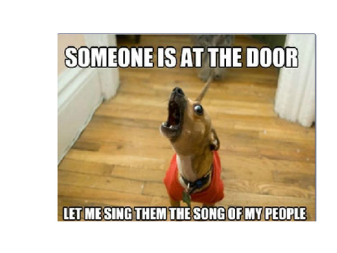 Dogs and Cats Memes 2 *mobile friendly*