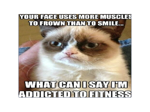 Dogz and Catz memes... 3!! *mobile friendly*