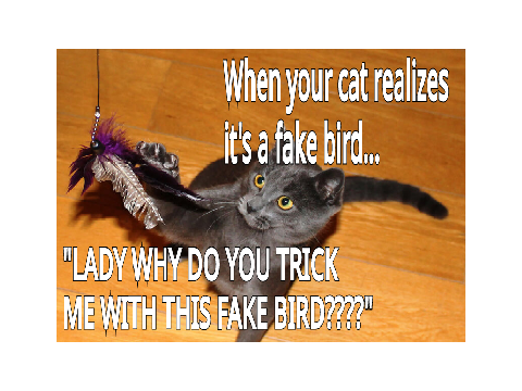 Cat Meme
