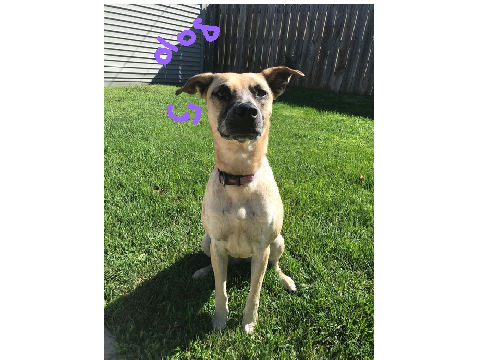 Pets reveal ! :0