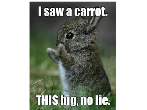 Funny bunny pictures 0: