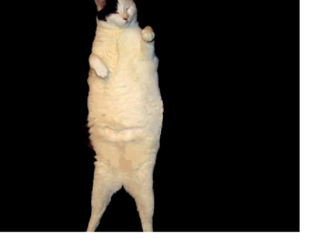 cat dance remix
