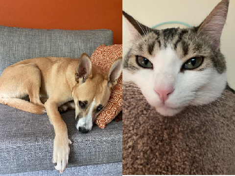Dog and Cat Reveal 0-0