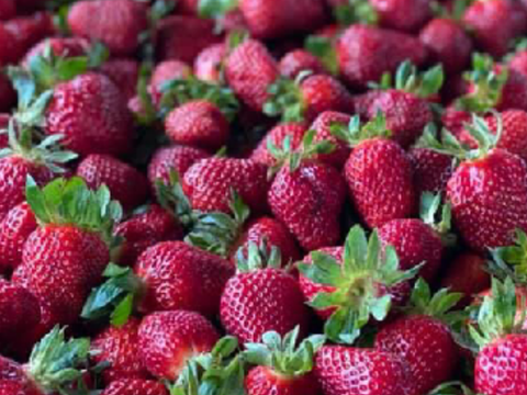 Strawberry feilds | animation meme (base)