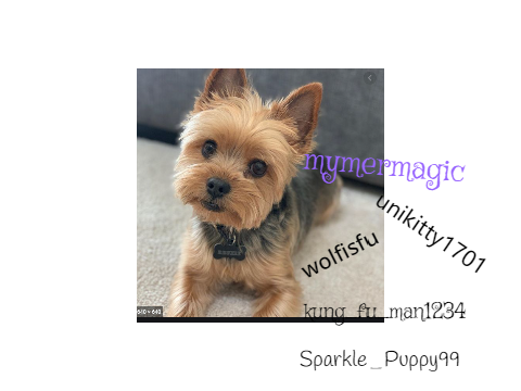Would you adopt this dog? remix remix remix remix