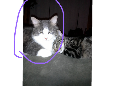 Was my cat Frostface??