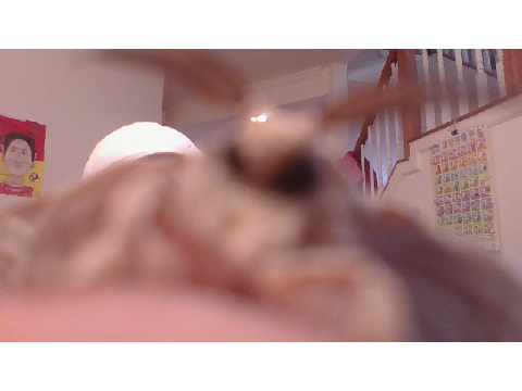 Fuzzy boi
