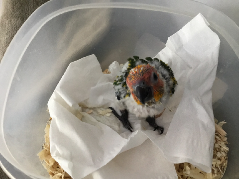 Who’s that birb? ITS YOUR DEATH