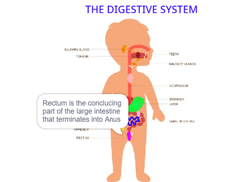 The Digestive System