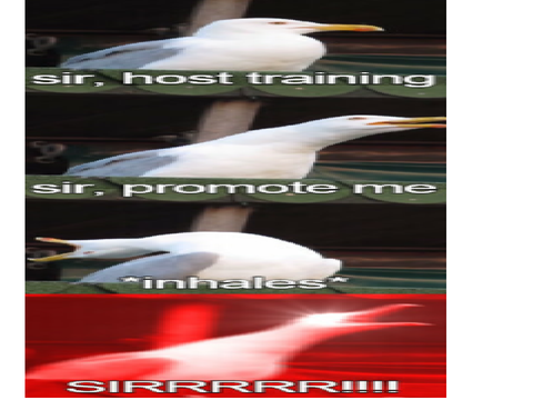 host training