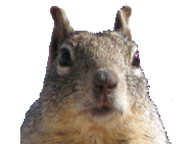 Fat Squirrel