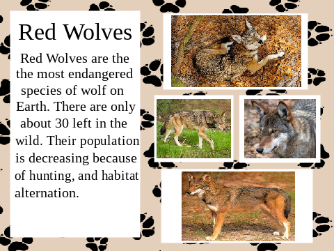 Red Wolves