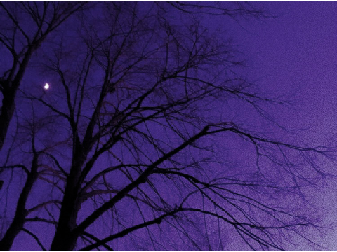 ✦