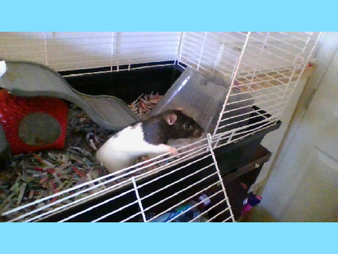Meet My New Rat Peanut! 