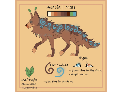 ~Acacia reference sheet~