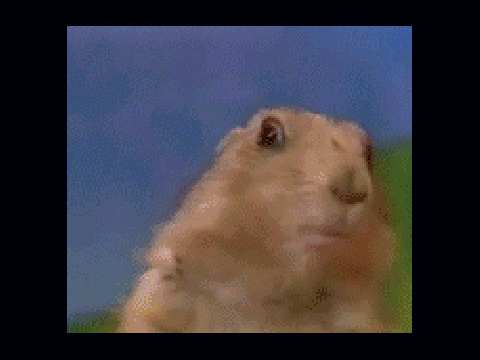 Dramatic prairie dog