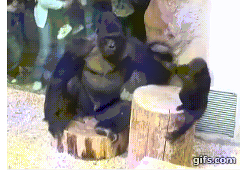 lol ( that got to hurt ) gorilla punching