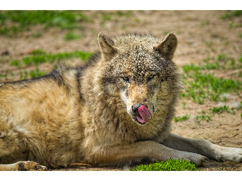 wolves