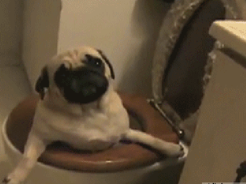 pug + toilet = funny gif PUGGY TOILET