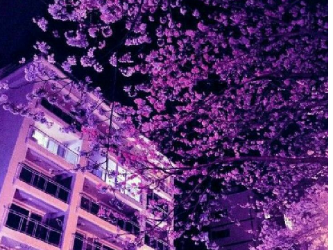 Night 