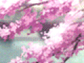 ˢᵃᵏᵘʳᵃ