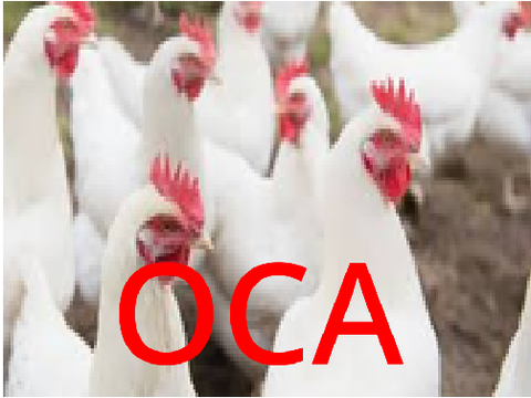 Official CHICKEN ARMY