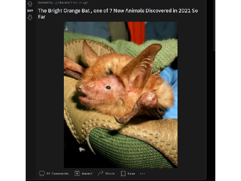 The Bright Orange Bat - ITV SHORTS