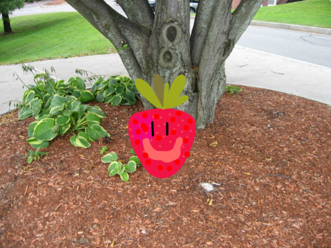 strawberry feaver