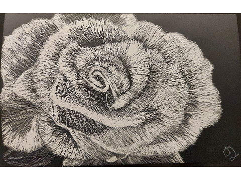 Rose scratchboard