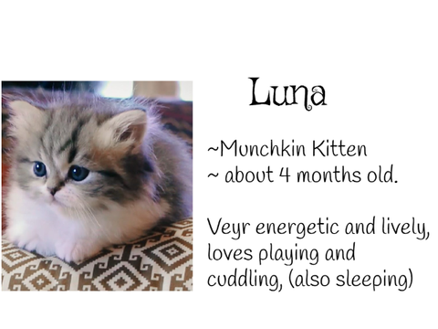 My Scratch kitten!