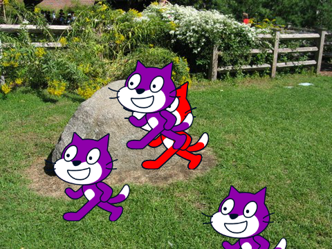 Funny cat