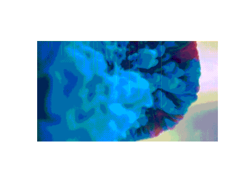 gif 24
