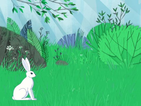 Hare Hop