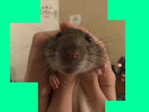 Cookie the rat being cute