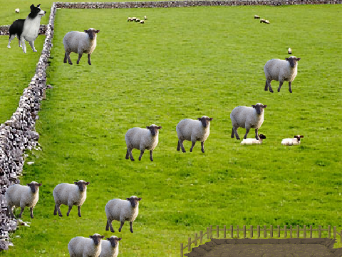 Irish Sheepdog 