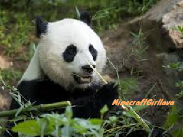 Add Yourself if You Like Pandas