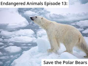 Endangered Animals Episode 13: Save the Polar Bear