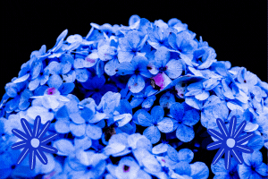 banner request <3