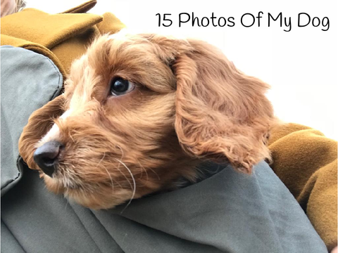 My dog