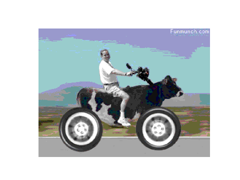 riding a cow