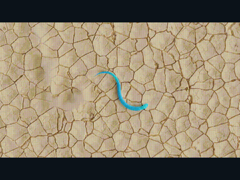 snek