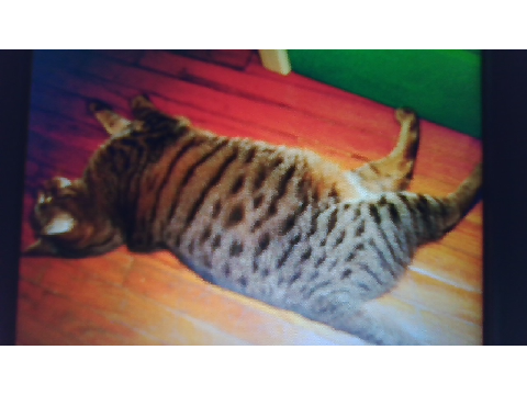 more of my cat
