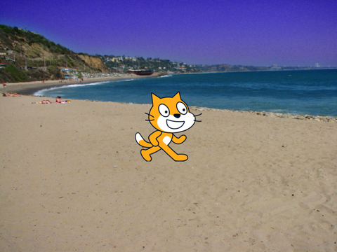 Cat walking 