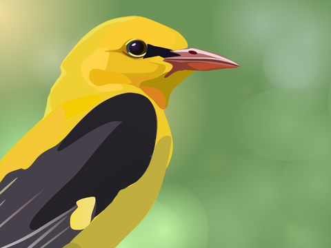 Golden Oriole - A Polyart Animation